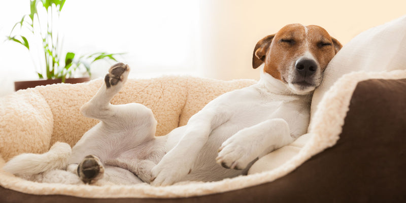 狗狗的夢境：解碼狗狗及其睡眠模式