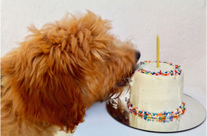 9 個頂級狗狗生日蛋糕，讓您愛不釋手