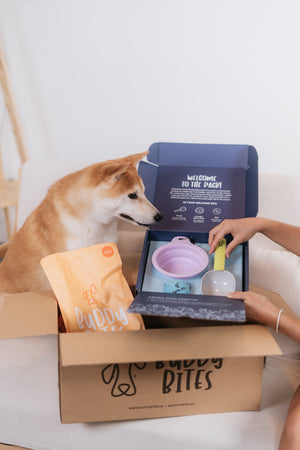 Subscriber Welcome Box (Dog)