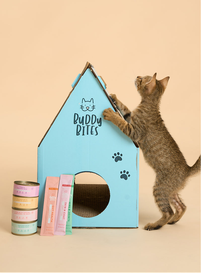 Cat Can - Chicken with Salmon Pate 85g