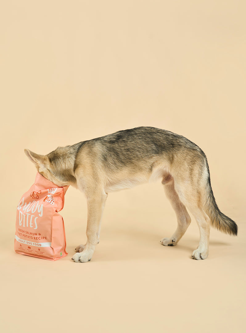 Adult Salmon Dry Dog Food
