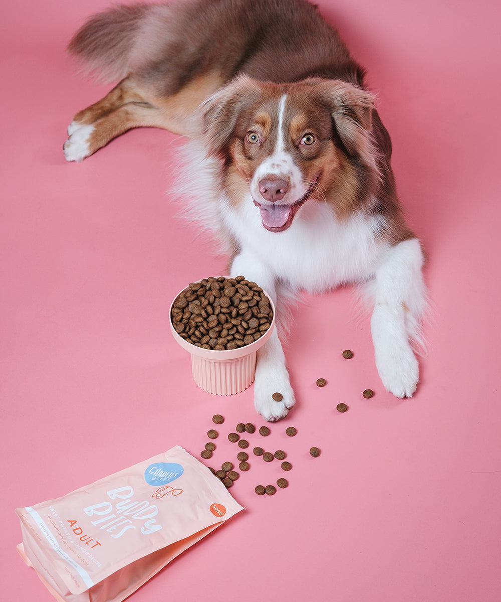 Adult Salmon Dry Dog Food 500g