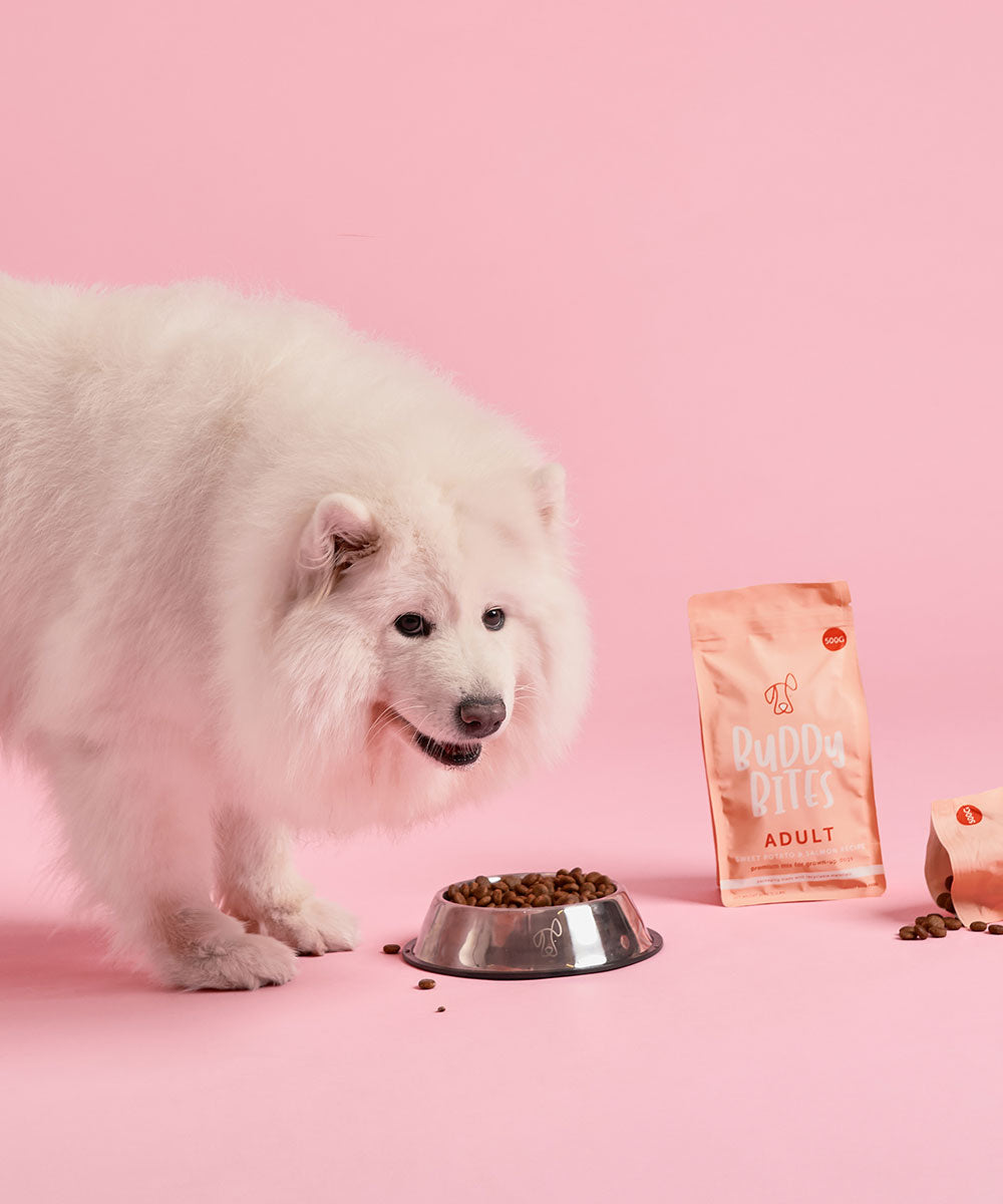 Adult Salmon Dry Dog Food 500g