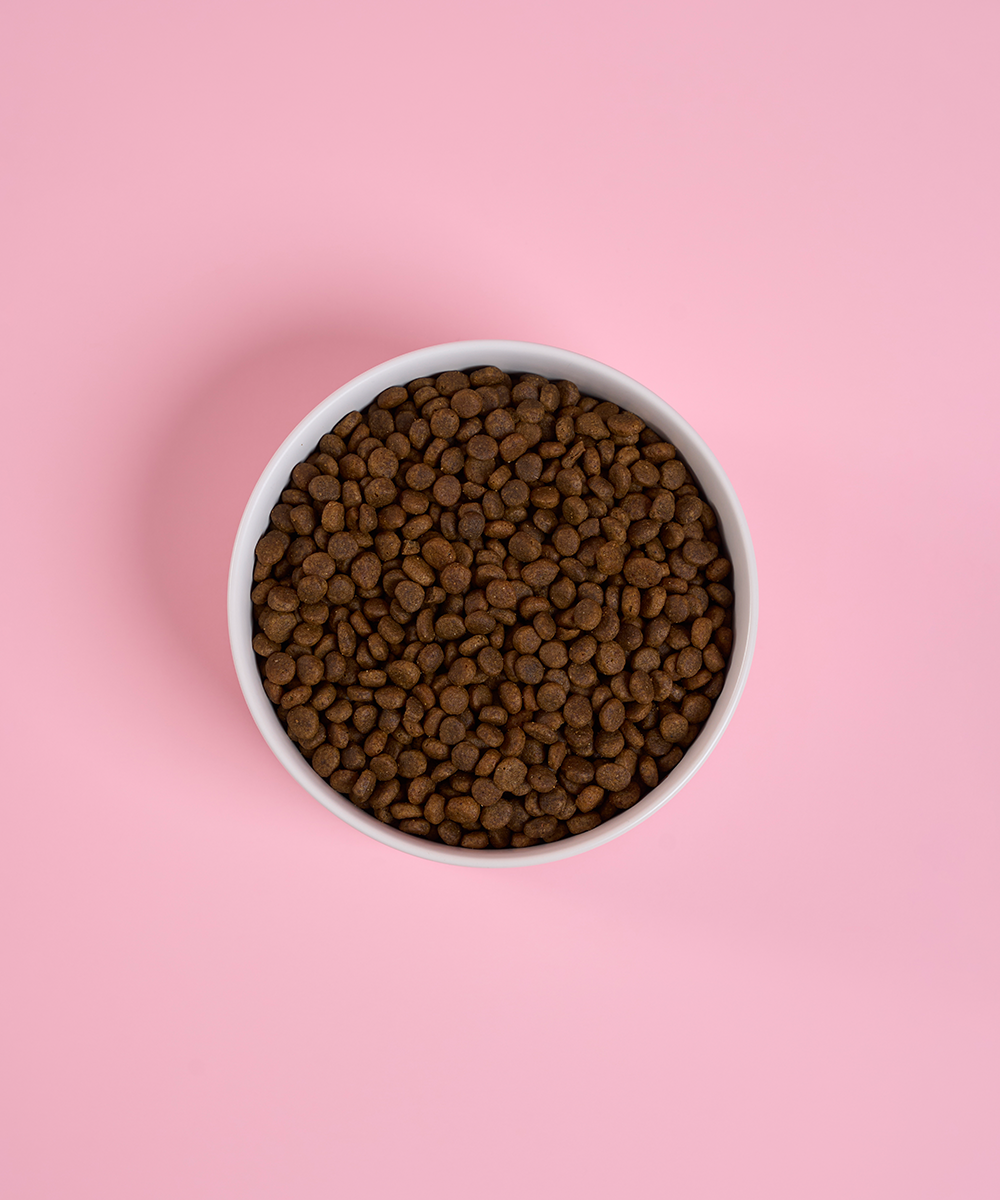 Adult Mini Salmon Dry Dog Food