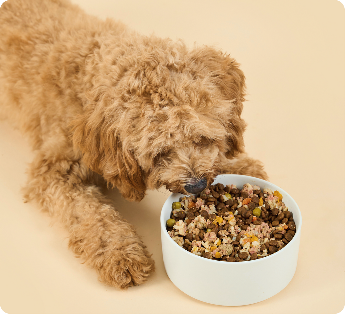 A dog eating a bowl of Buddy Bites kibble