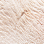 Fresh Turkey