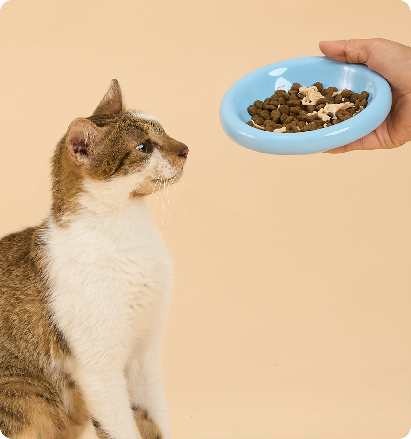 Kibbles Ingredients Poster Image