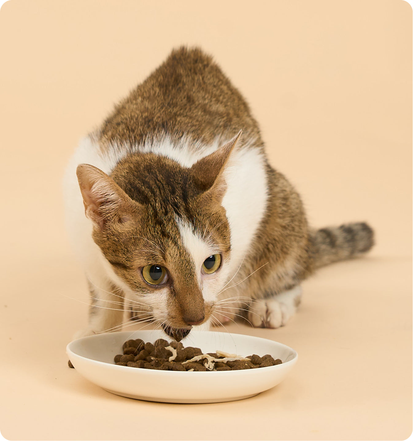 Kibbles Ingredients Poster Image
