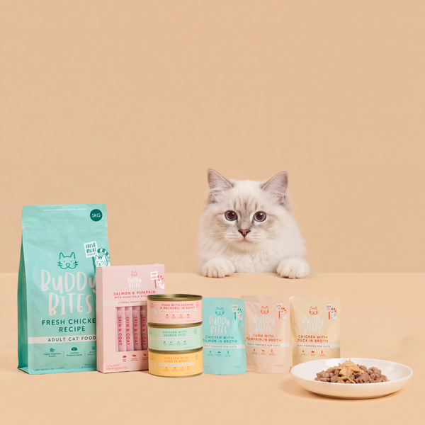 Cat Starter Box