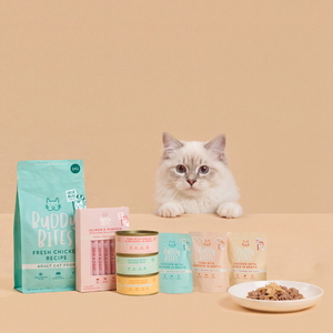 Cat Starter Box