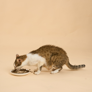 Cat Wet Food Taster Box
