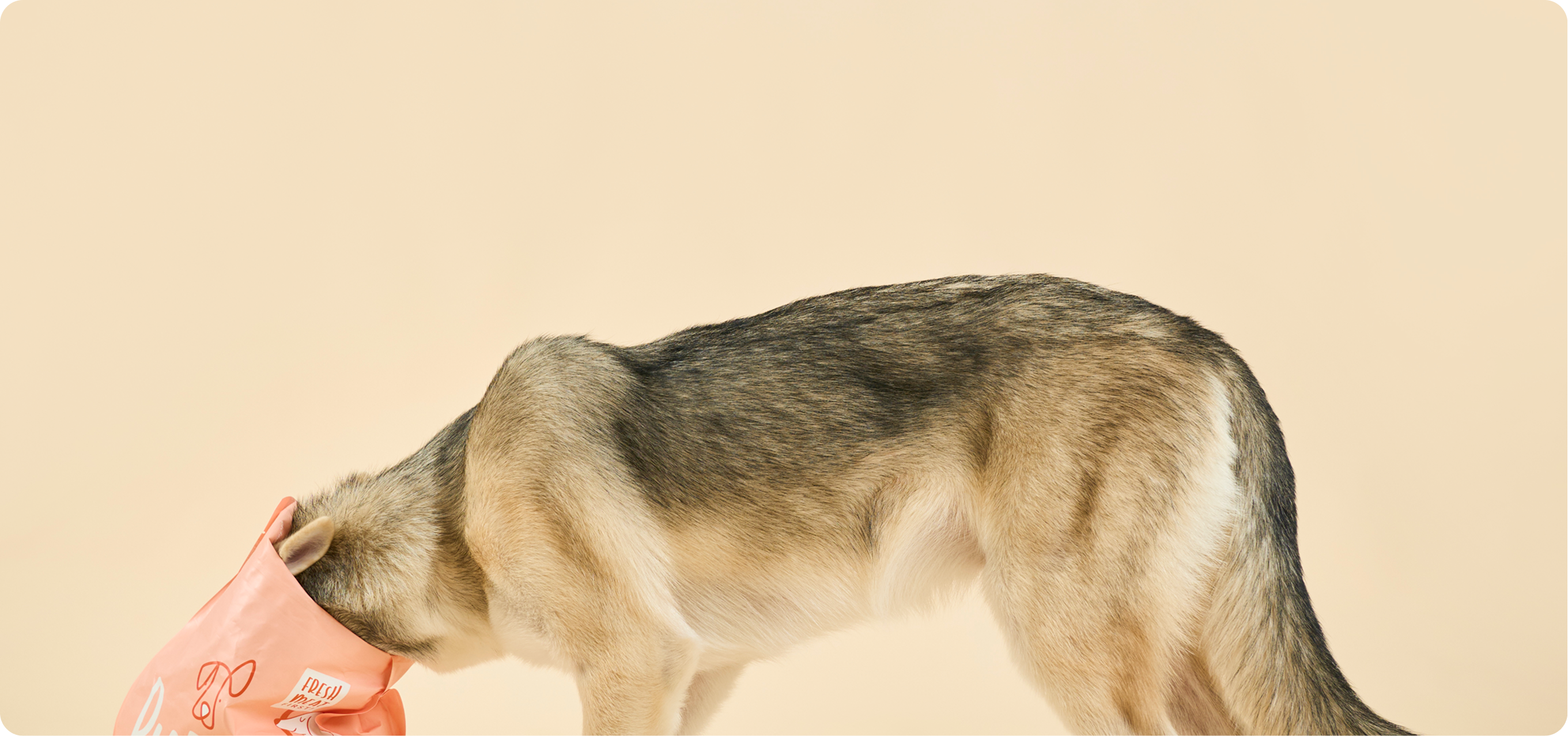 Sniff Out Our Latest Dog Products