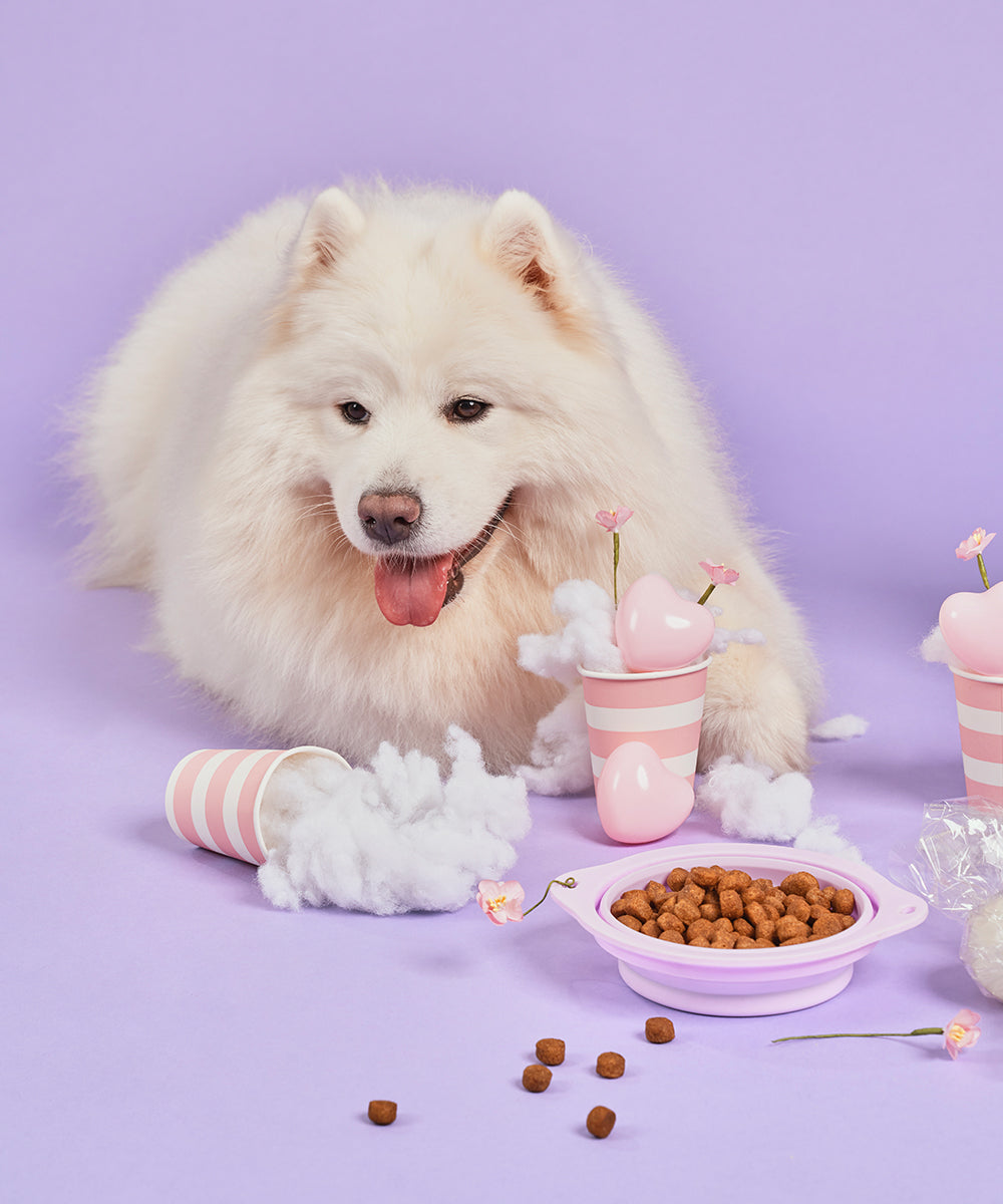 Large Portable Dog Bowl